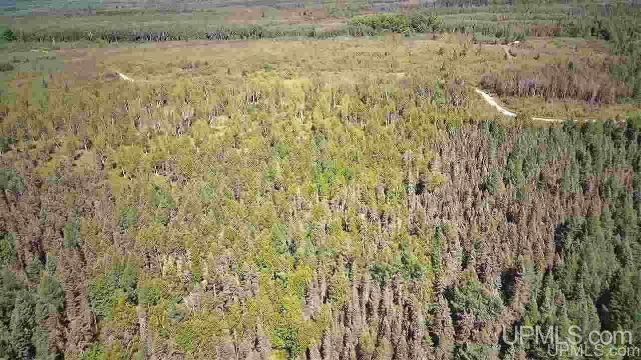Tbd Off Of Co Rd 557, Unit 1 Arnold, MI 49819 - Photo 6 of 16
