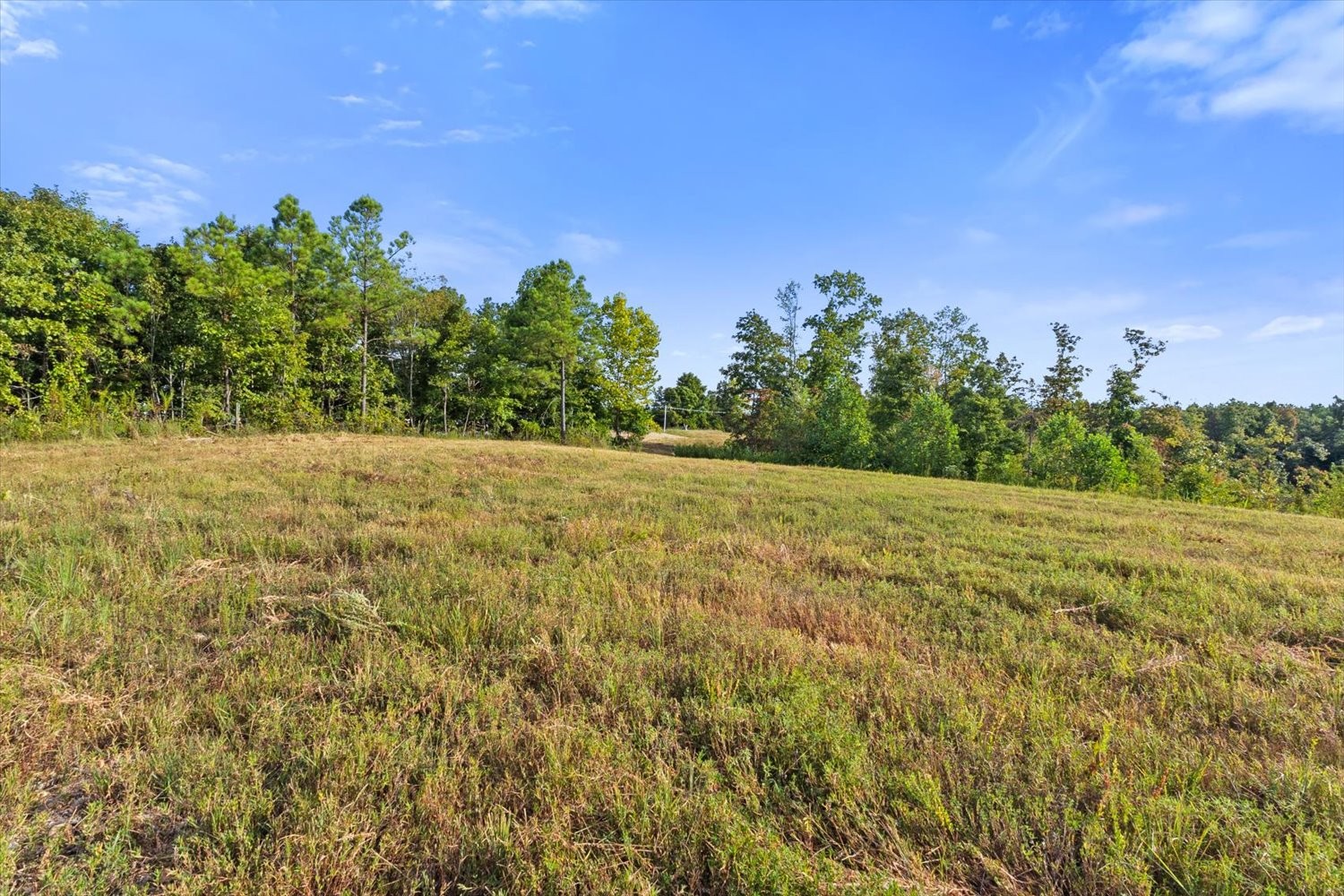 0 Kro Hollow Road Hohenwald, TN 38462 - Photo 14 of 35 a view of a yard with a tree