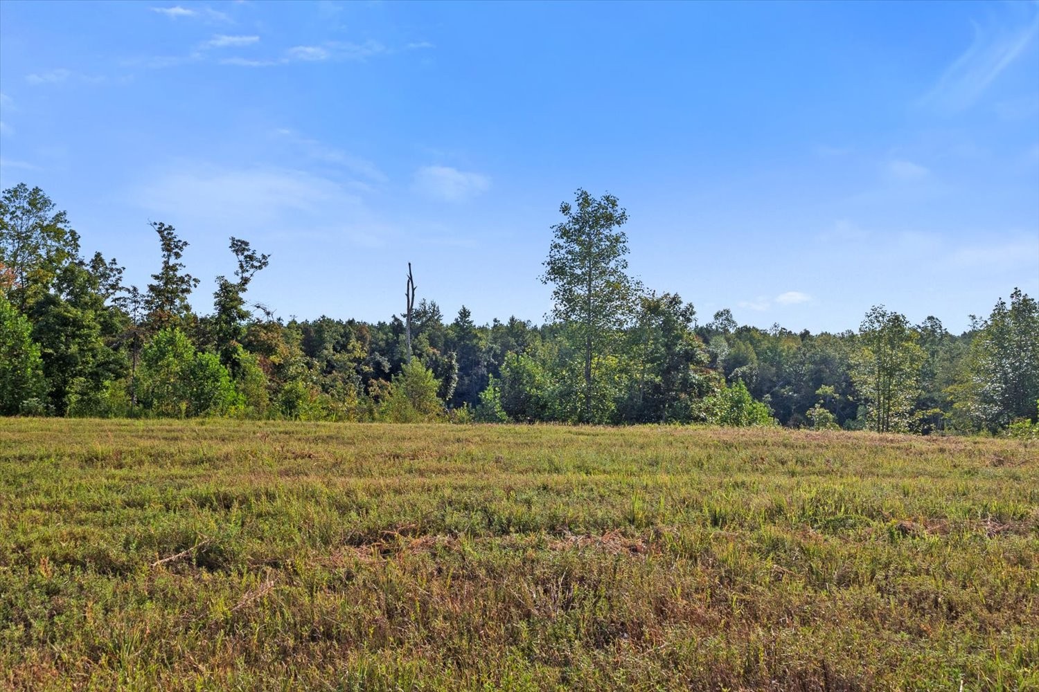 0 Kro Hollow Road Hohenwald, TN 38462 - Photo 16 of 35 a view of a field with an trees in the background