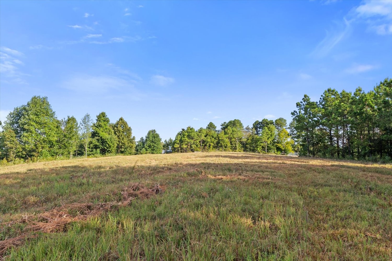 0 Kro Hollow Road Hohenwald, TN 38462 - Photo 21 of 35 a view of a yard with a tree