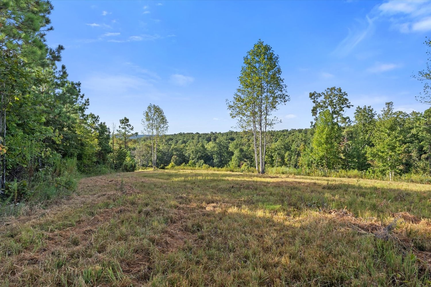 0 Kro Hollow Road Hohenwald, TN 38462 - Photo 22 of 35 a big yard with lots of green space
