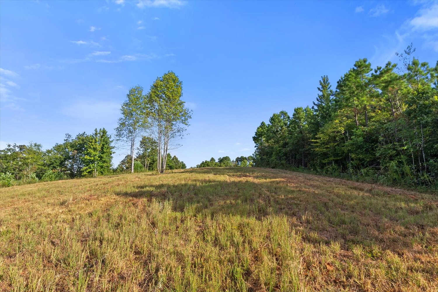 0 Kro Hollow Road Hohenwald, TN 38462 - Photo 24 of 35 a view of a yard
