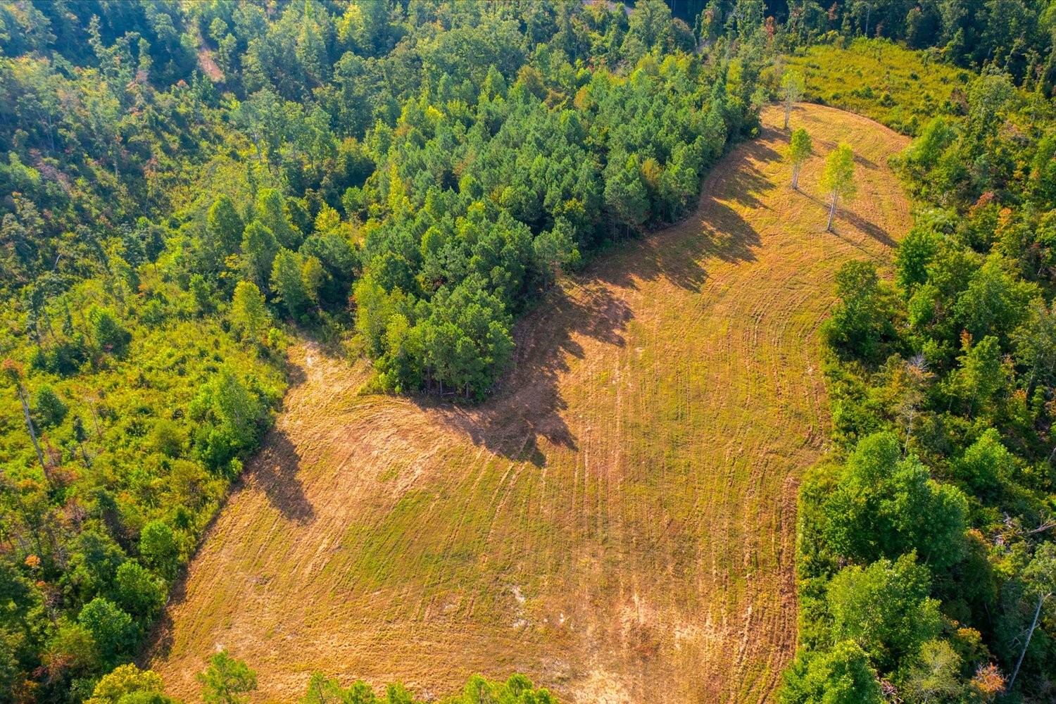 0 Kro Hollow Road Hohenwald, TN 38462 - Photo 4 of 35 a view of a yard