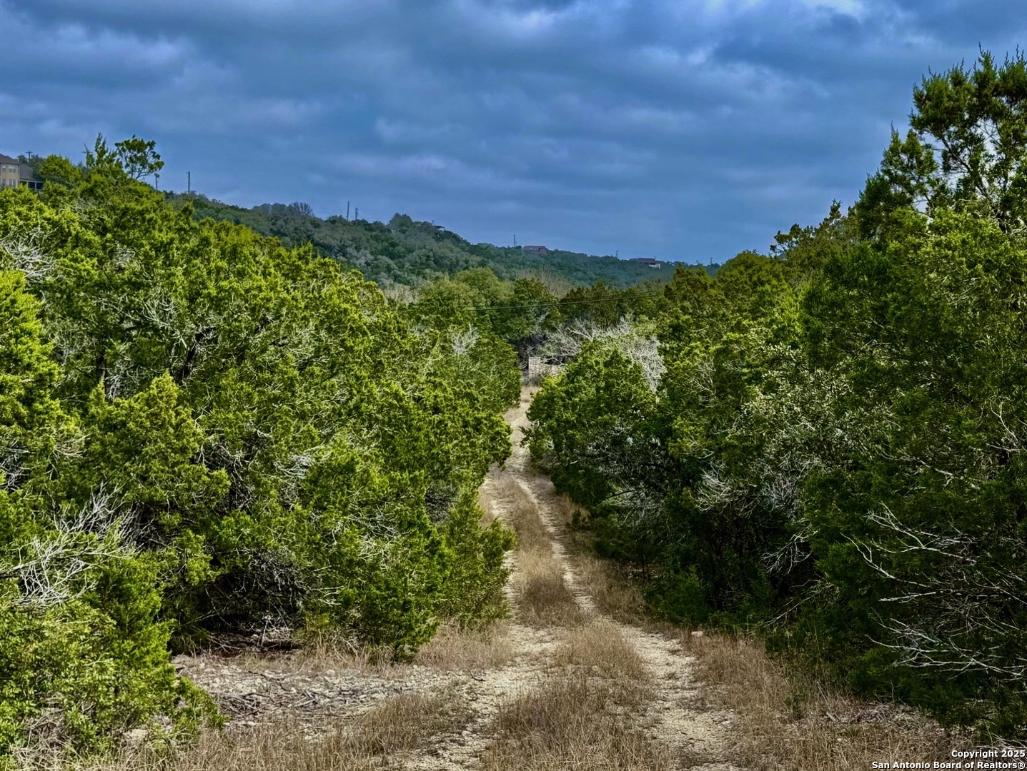 a view of a lush green space