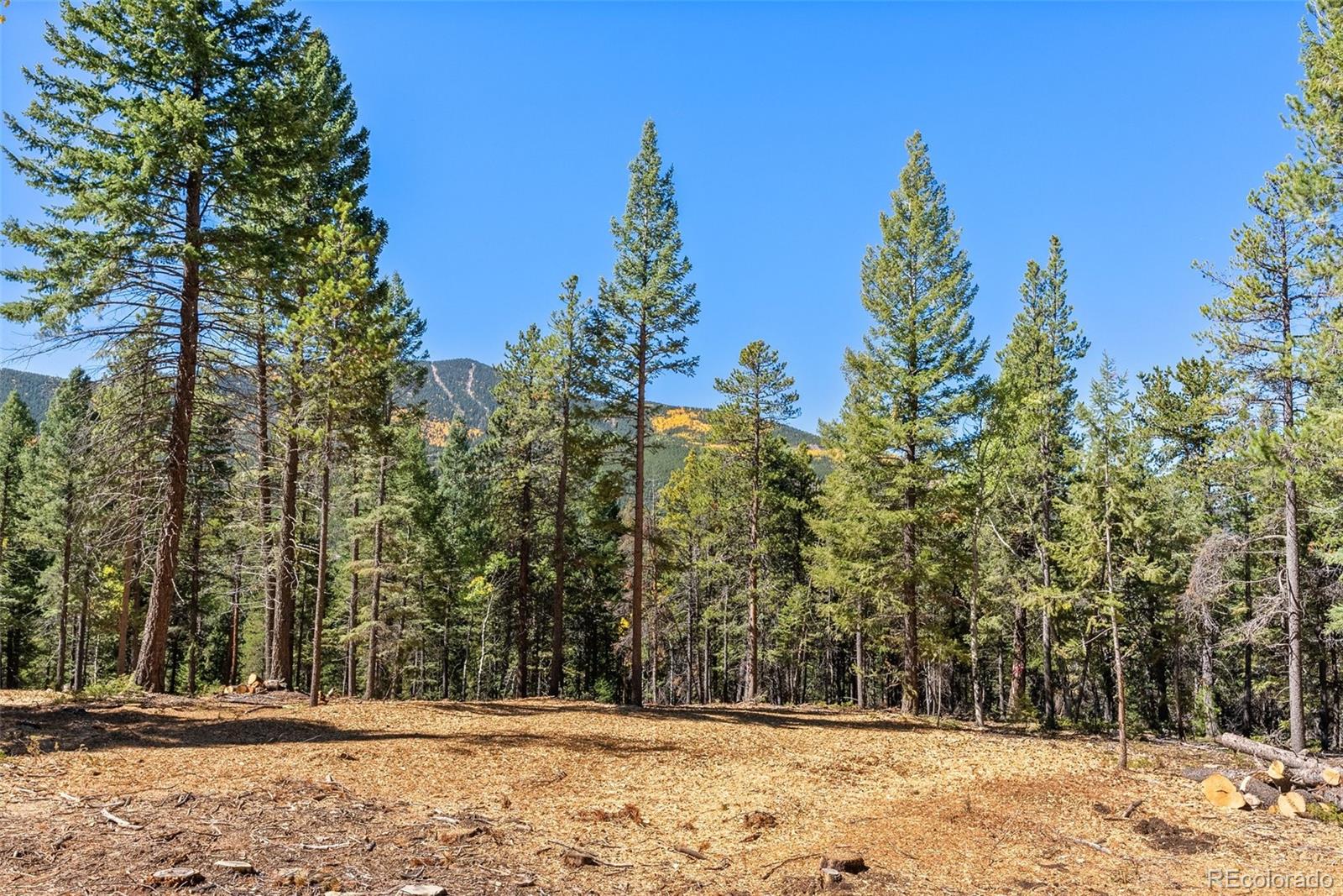 30854 Forest Shadow Trail Conifer, CO 80433 - Photo 2 of 15 a view of outdoor space with trees