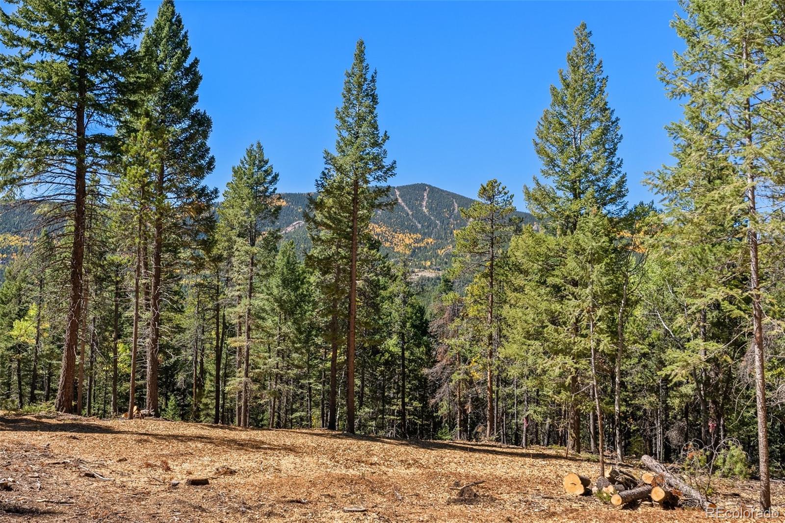 30854 Forest Shadow Trail Conifer, CO 80433 - Photo 5 of 15 a view of entryway yard