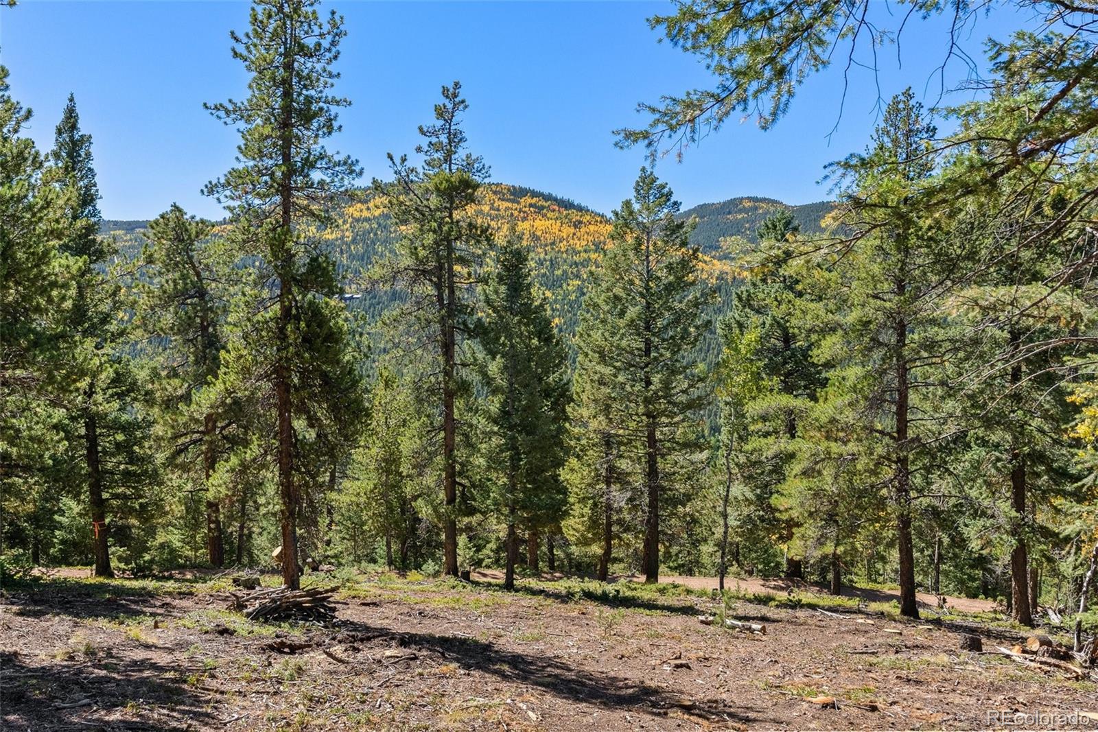 30854 Forest Shadow Trail Conifer, CO 80433 - Photo 7 of 15 a view of a yard with a tree