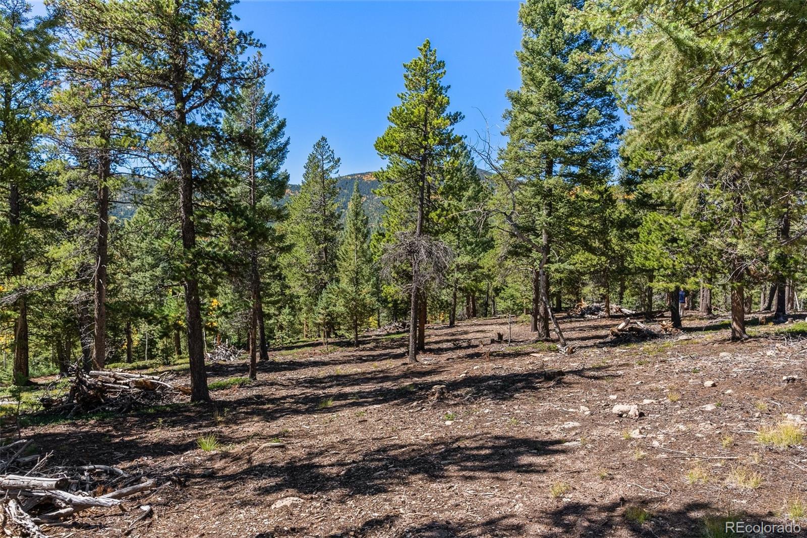 30854 Forest Shadow Trail Conifer, CO 80433 - Photo 9 of 15 a view of backyard with green space
