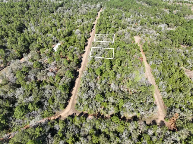 a view of a lush green forest