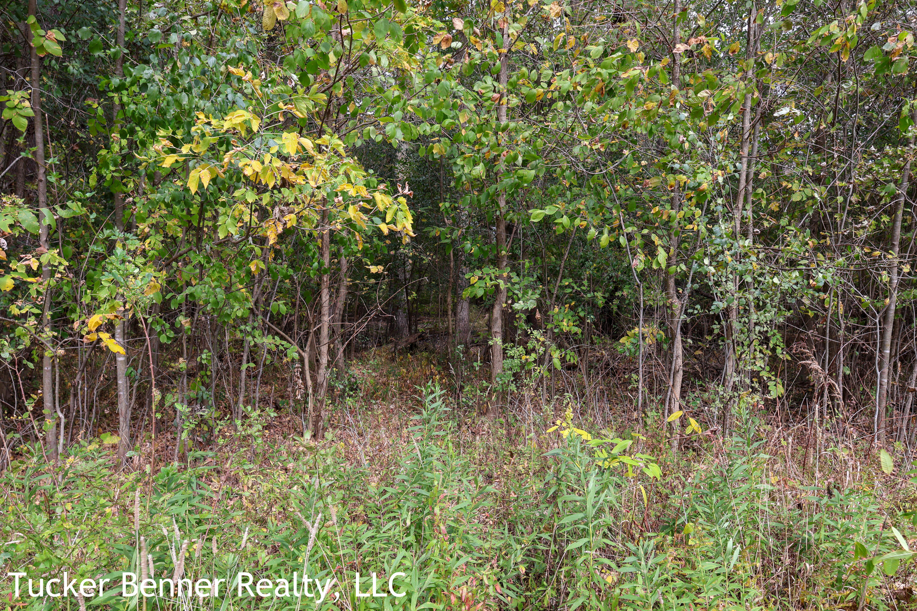7800 McCain Road Parma, MI 49269 - Photo 32 of 40 Woods