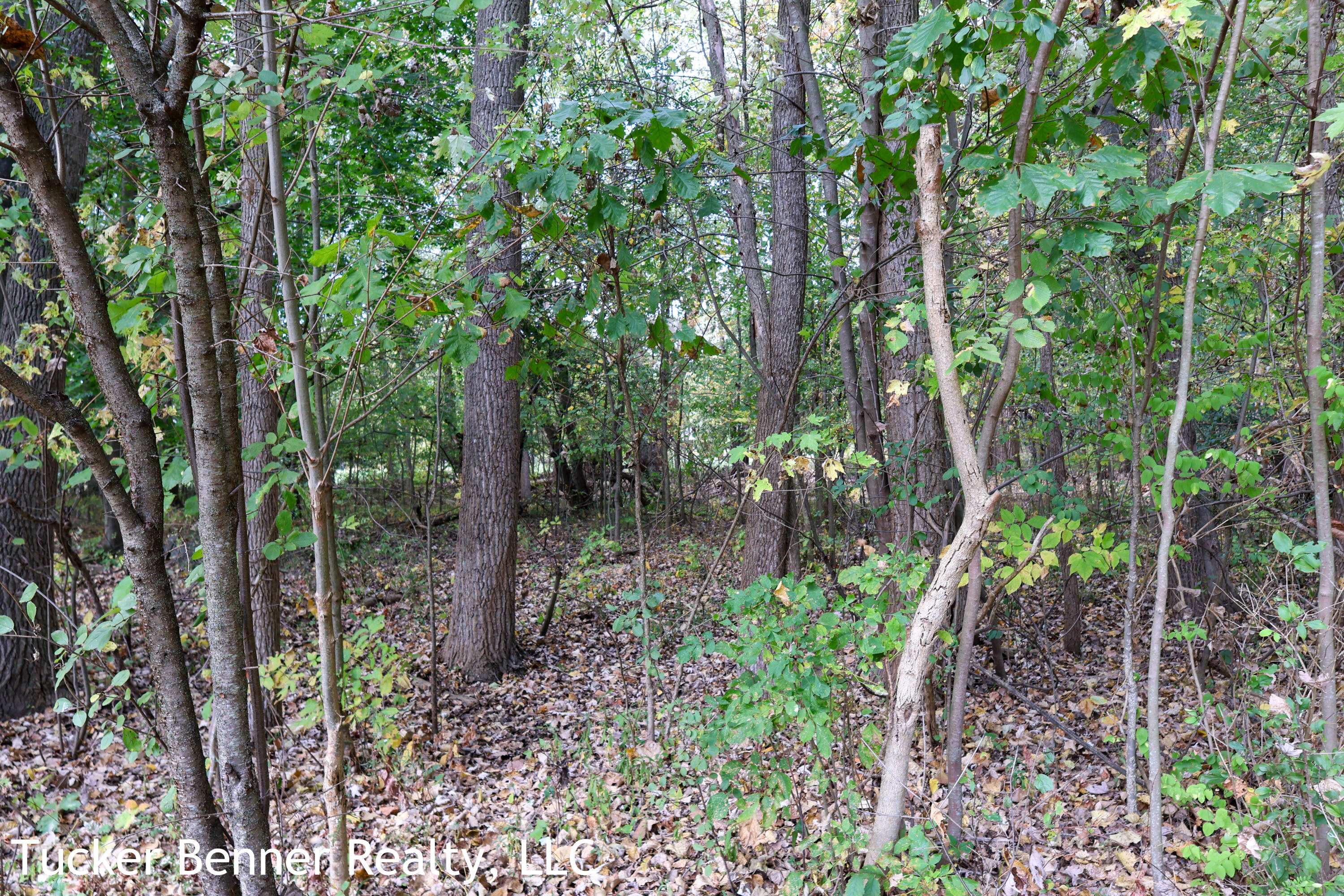 7800 McCain Road Parma, MI 49269 - Photo 33 of 40 Woods