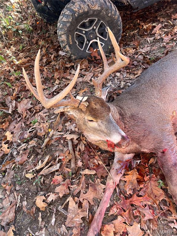 3305 Brown Road Brighton, IL 62012 - Photo 43 of 61