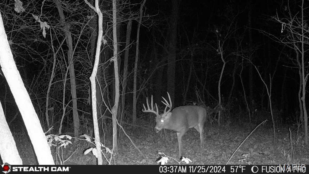 3305 Brown Road Brighton, IL 62012 - Photo 46 of 61