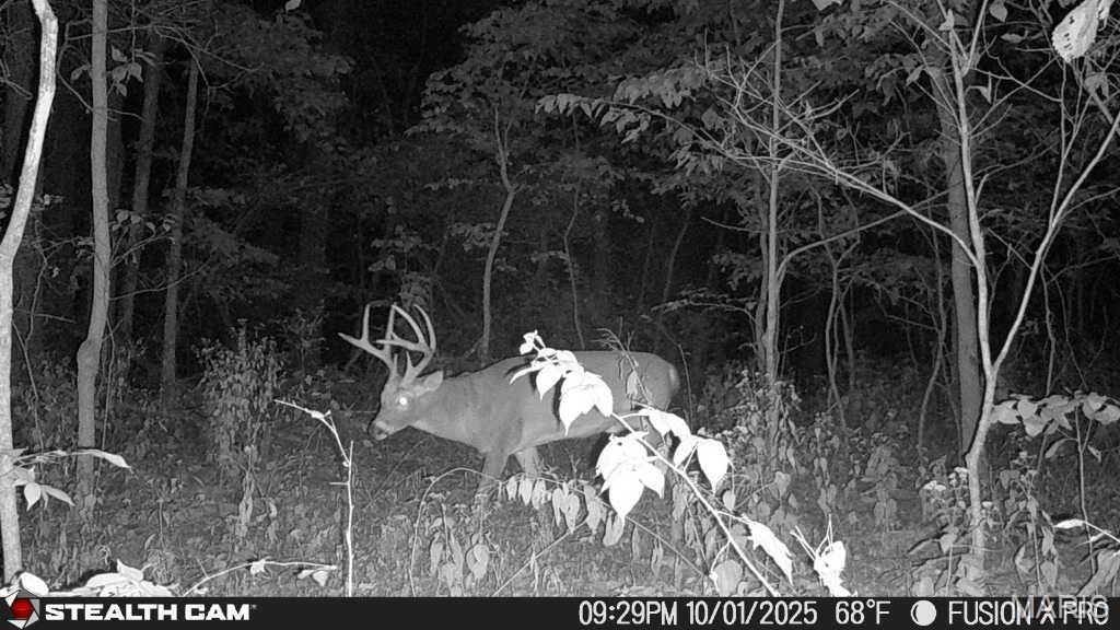 3305 Brown Road Brighton, IL 62012 - Photo 49 of 61