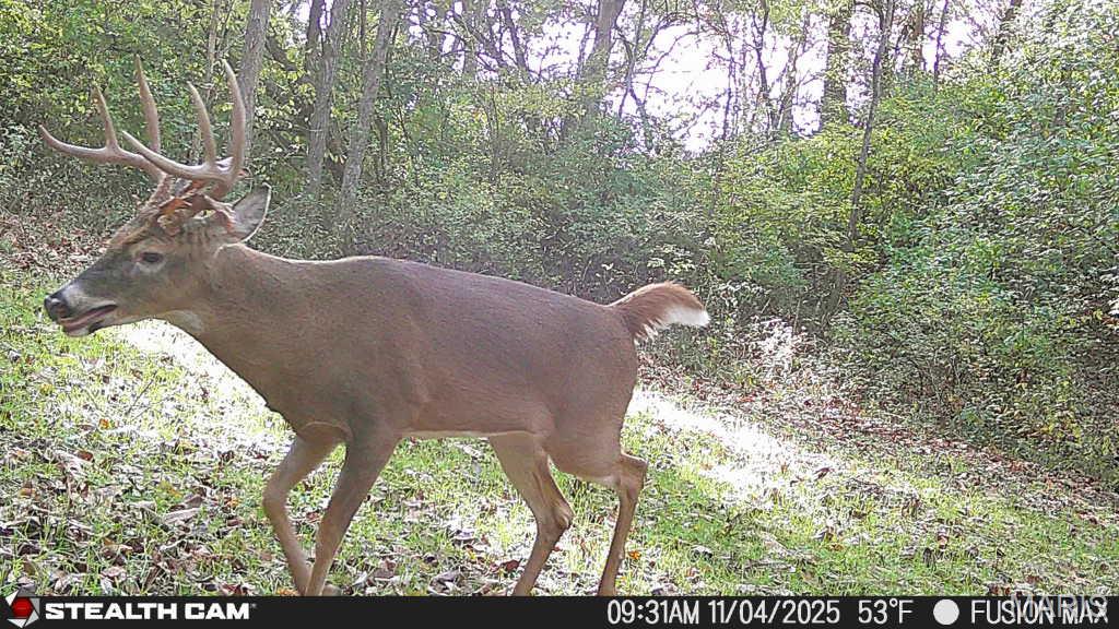 3305 Brown Road Brighton, IL 62012 - Photo 51 of 61