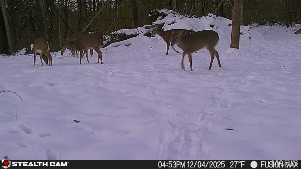 3305 Brown Road Brighton, IL 62012 - Photo 55 of 61