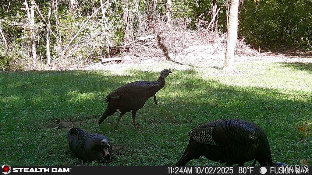 3305 Brown Road Brighton, IL 62012 - Photo 58 of 61
