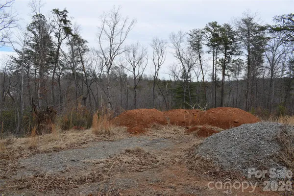 a view of backyard and tree