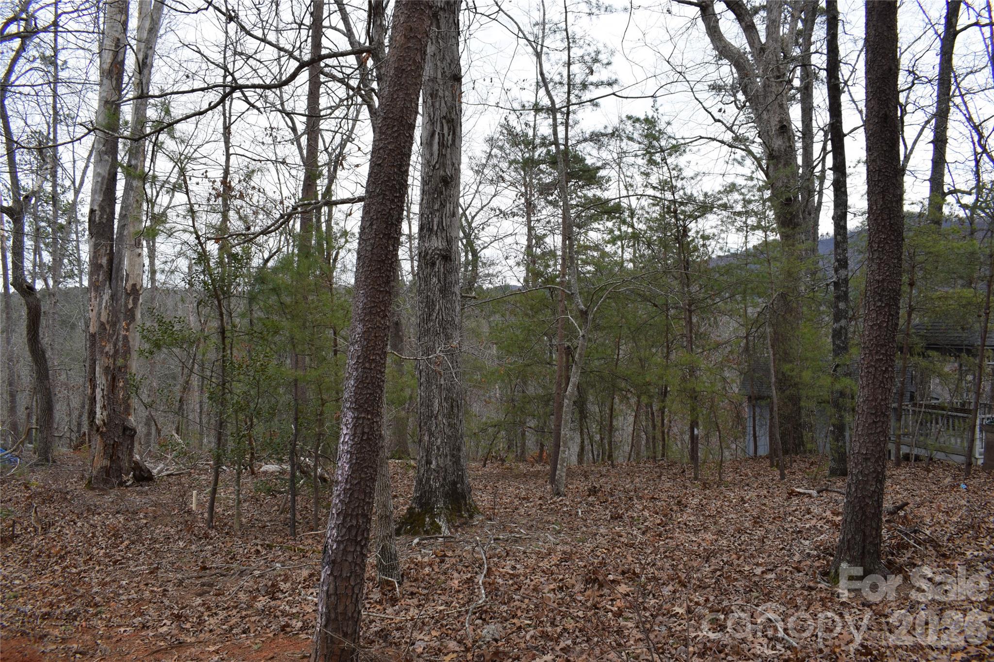 172 Winter Lane Mill Spring, NC 28756 - Photo 16 of 20 a view of a forest with trees in the background