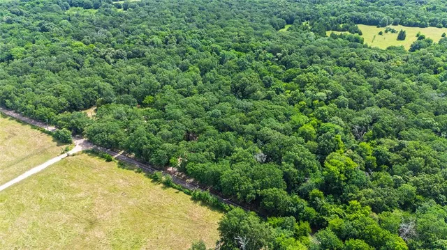 a view of a yard with plants and large trees