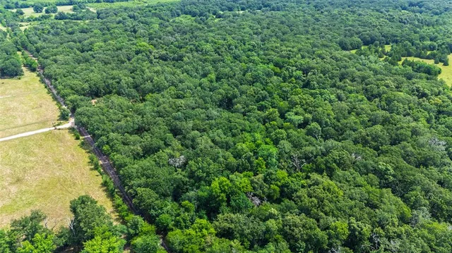 a view of a lush green forest with lots of trees