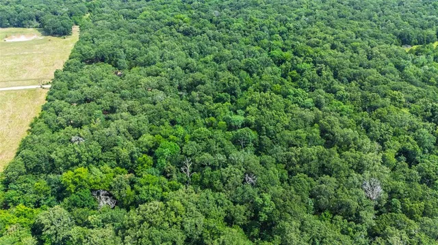 a view of a big yard with plants and large trees