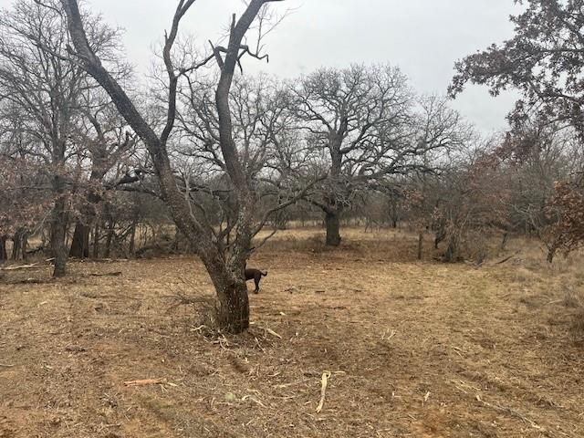 West 17-ac WEST 17-ac Burwick Road Jacksboro, TX 76458 - Photo 7 of 9 a view of a yard with a tree