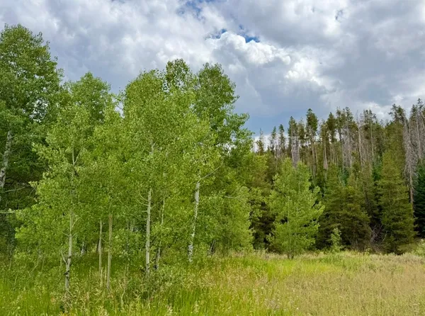 a view of a bunch of trees and bushes