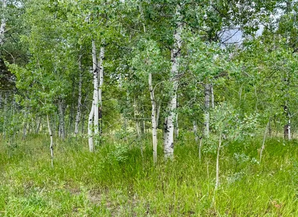 a view of a lush green forest