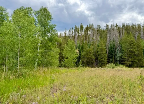 a view of a yard with trees