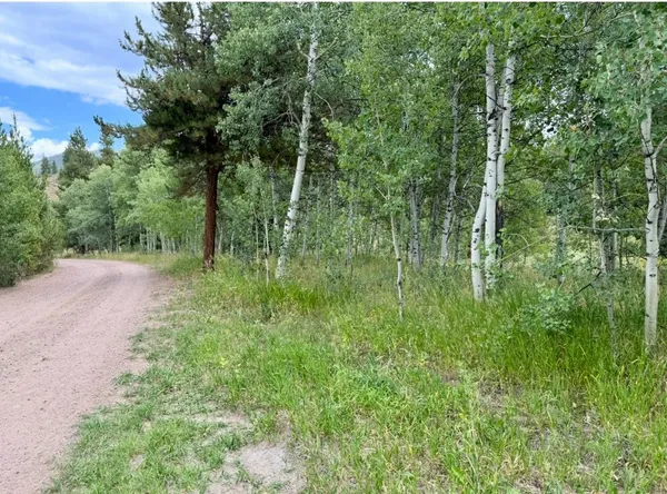 a view of a lush green forest