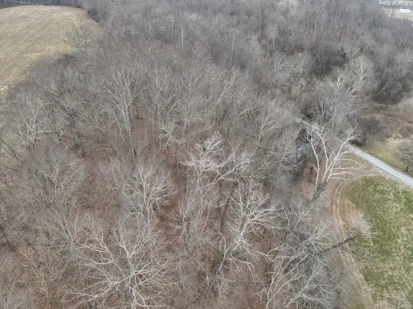 a view of a dry yard with green space