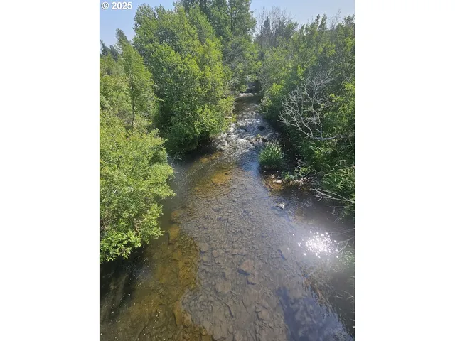 a view of a forest with trees in front of it