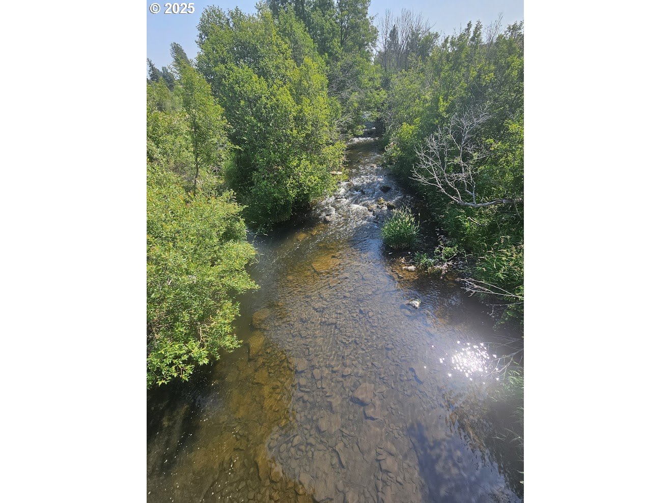 a view of a forest with trees in front of it