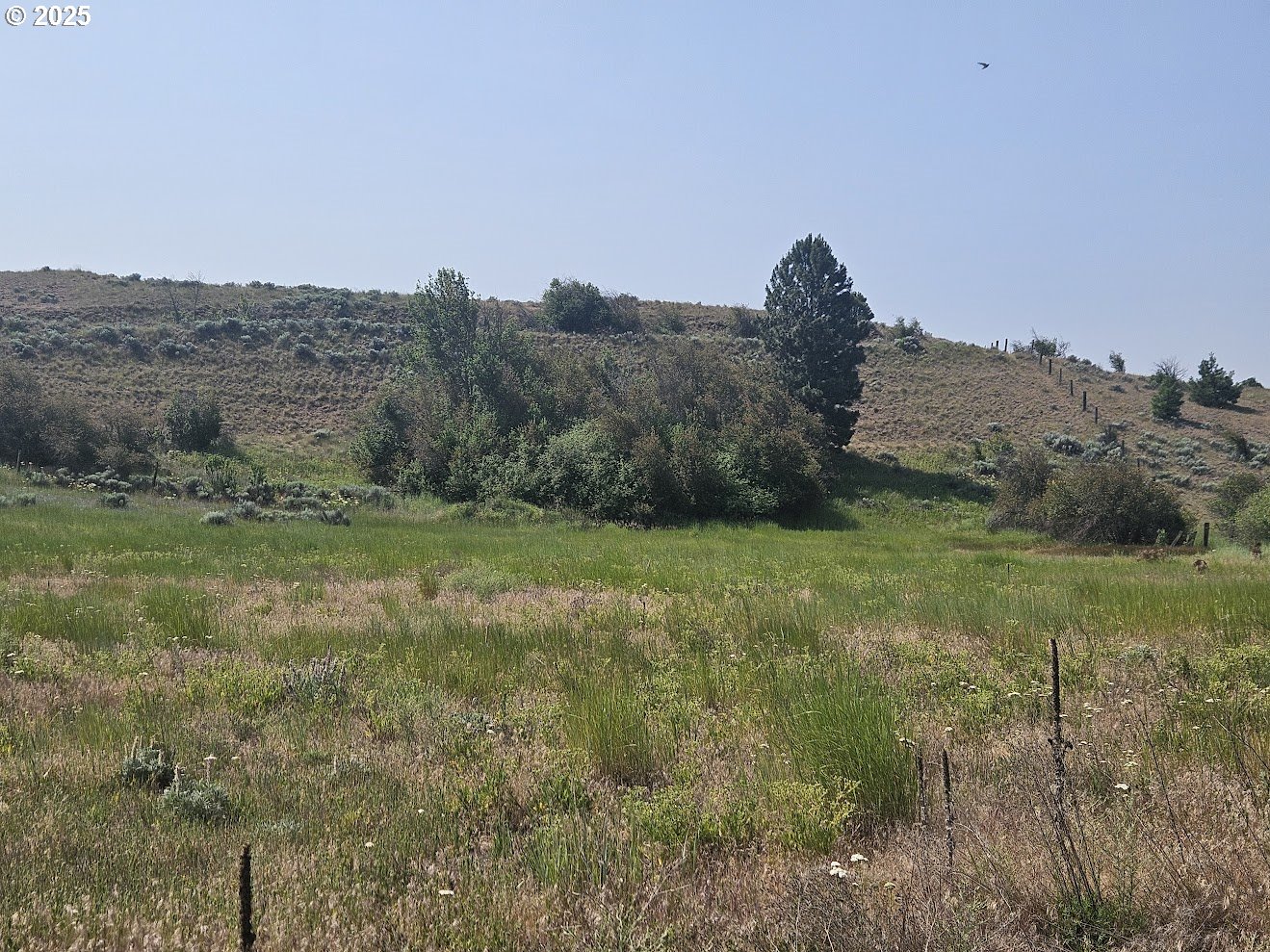 Olson Road Centerville, WA 98613 - Photo 15 of 24 a view of a dry yard with trees