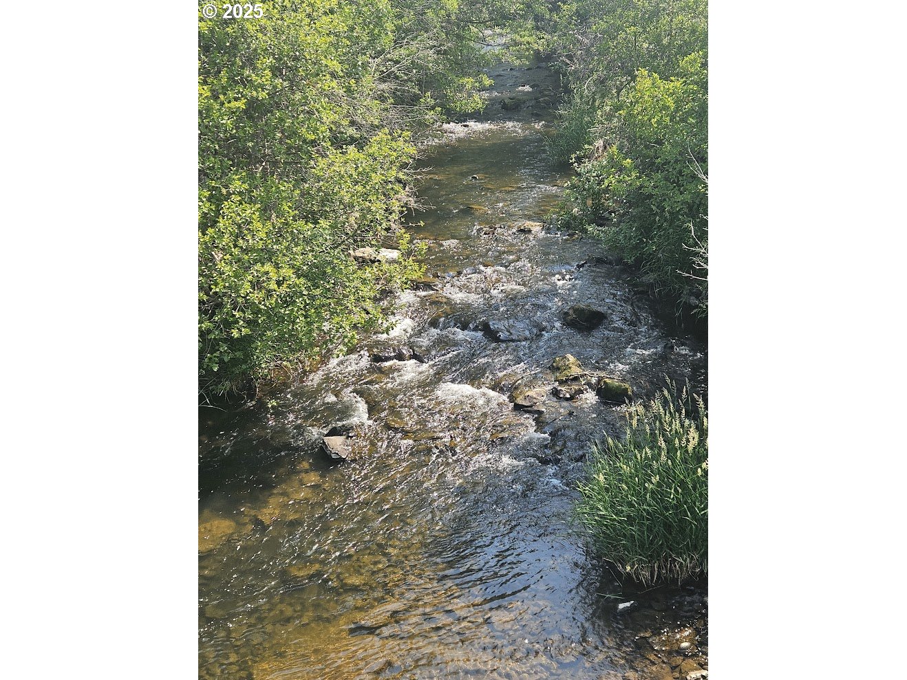 Olson Road Centerville, WA 98613 - Photo 2 of 24 a picture of a tree