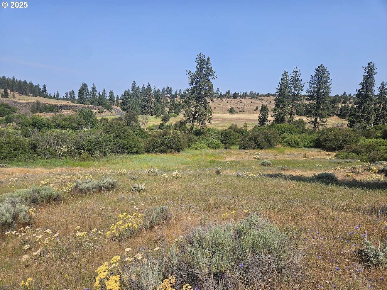 Olson Road Centerville, WA 98613 - Photo 10 of 24 a view of a field with trees in background