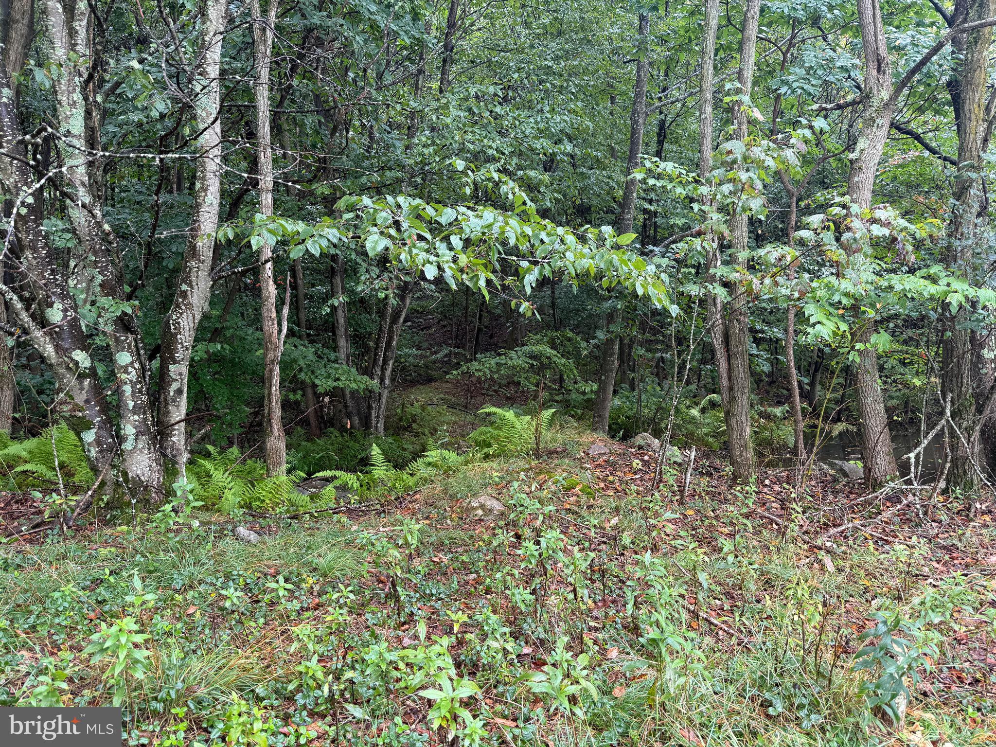 0 Pinnacle Road Keyser, WV 26726 - Photo 11 of 61
