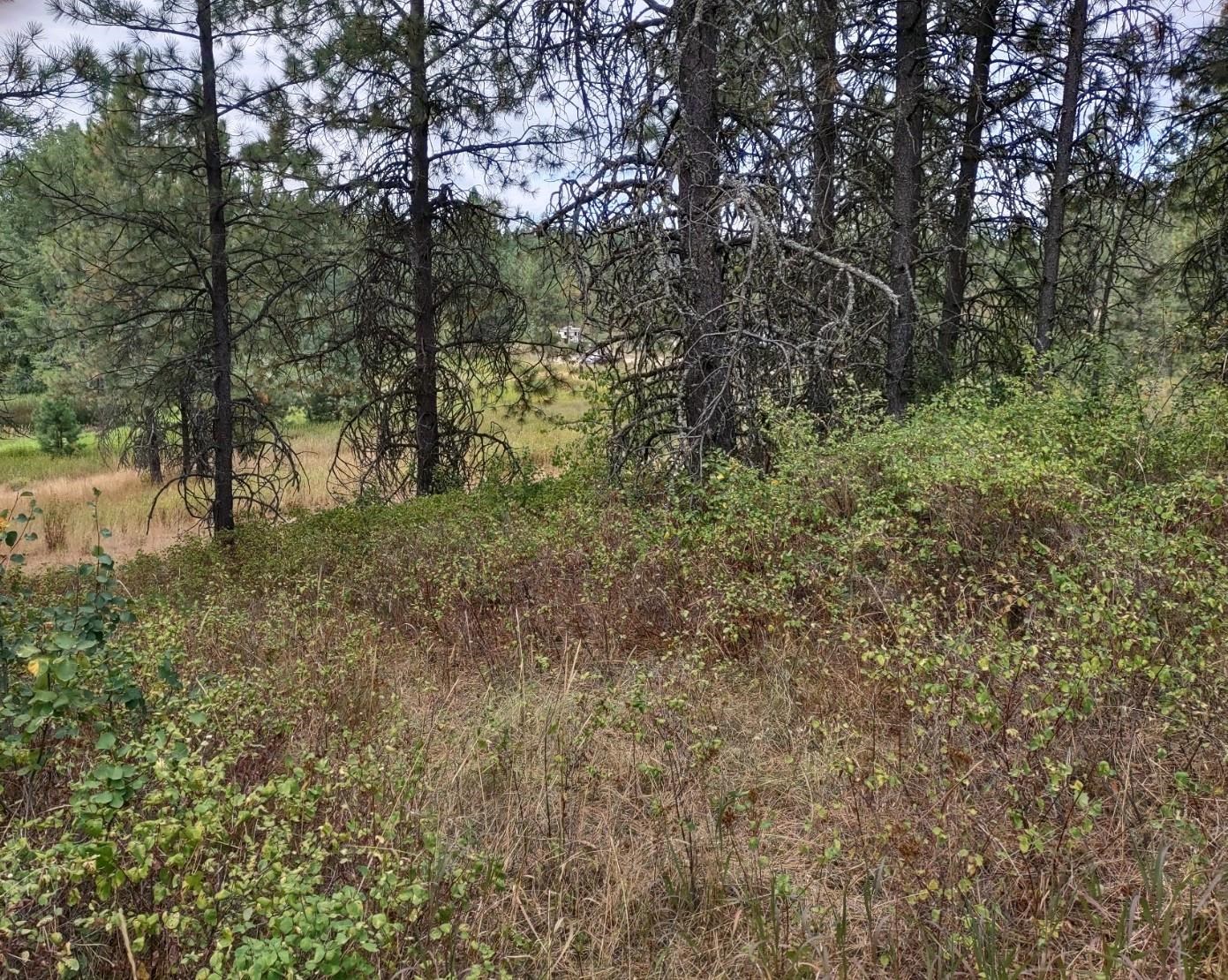 Xx Little Sweden Road, Unit LOT D Valley, WA 99181 - Photo 2 of 9