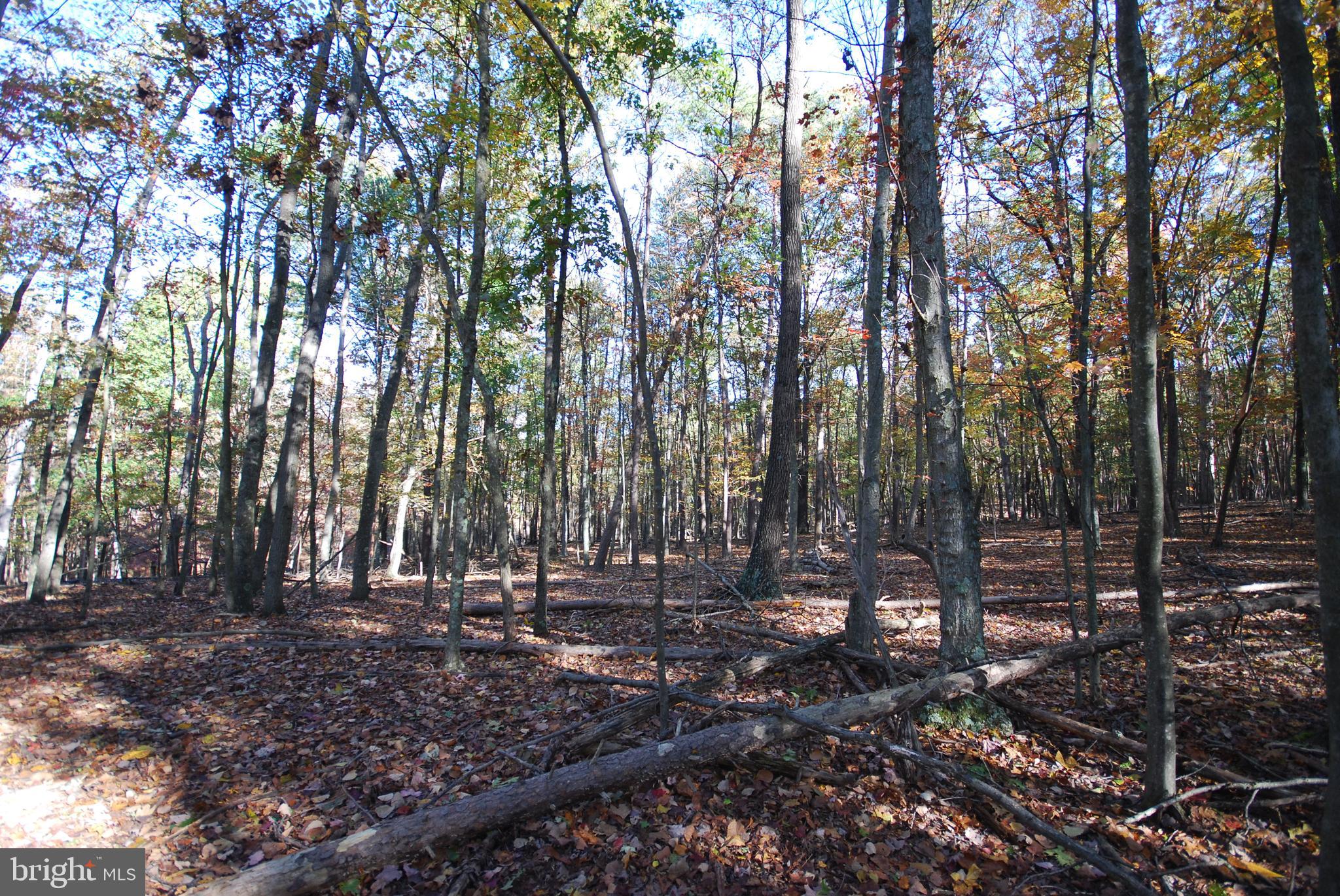 Lot 17 Gaither Road Great Cacapon, WV 25422 - Photo 11 of 23 a view of outdoor space with trees