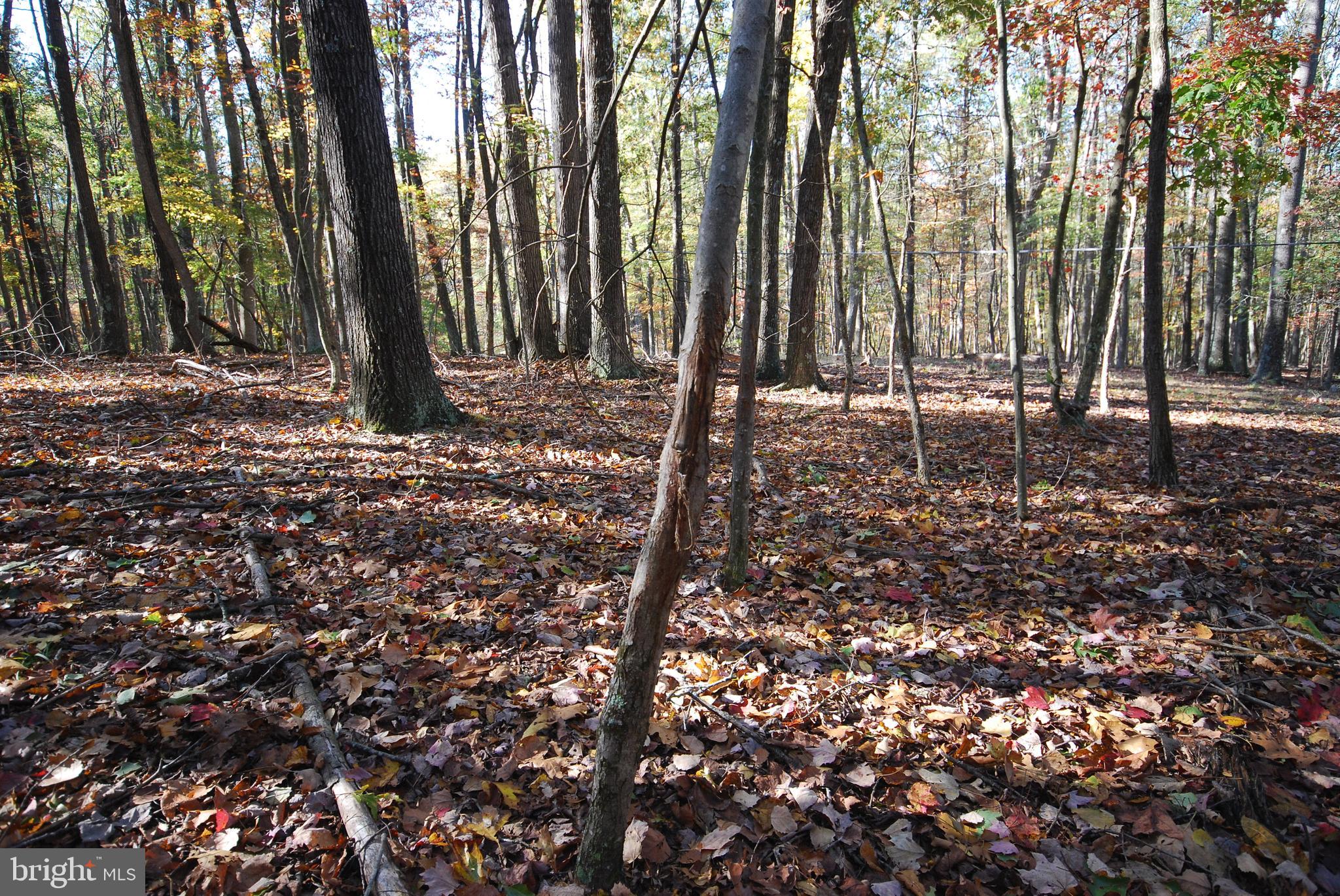 Lot 17 Gaither Road Great Cacapon, WV 25422 - Photo 12 of 23 a backyard of a house with lots of trees