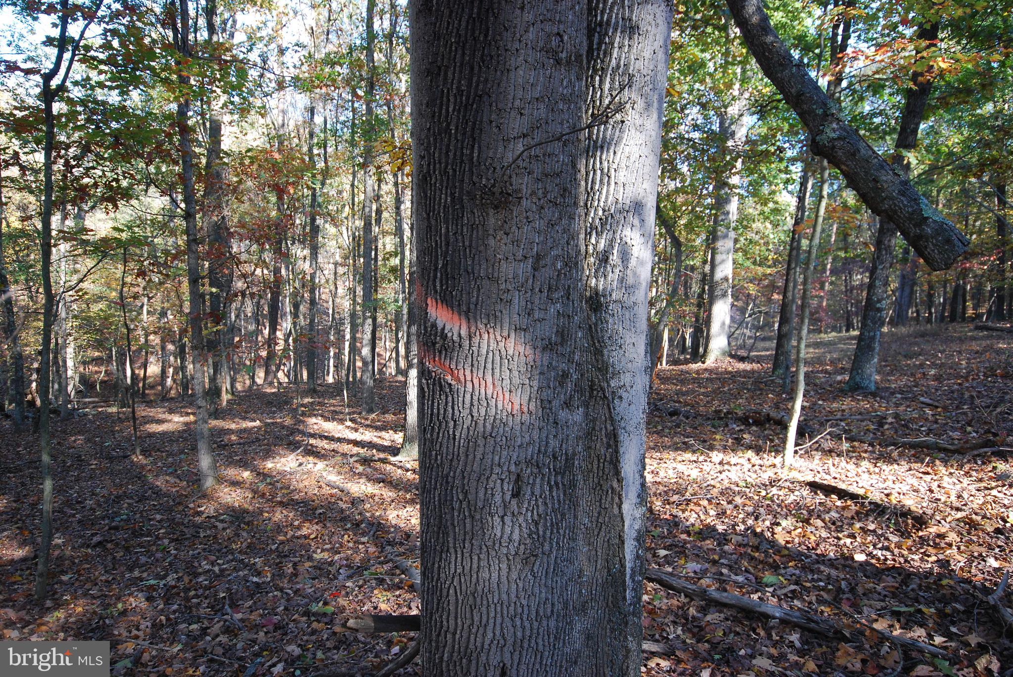 Lot 17 Gaither Road Great Cacapon, WV 25422 - Photo 13 of 23 a backyard of a house with lots of green space