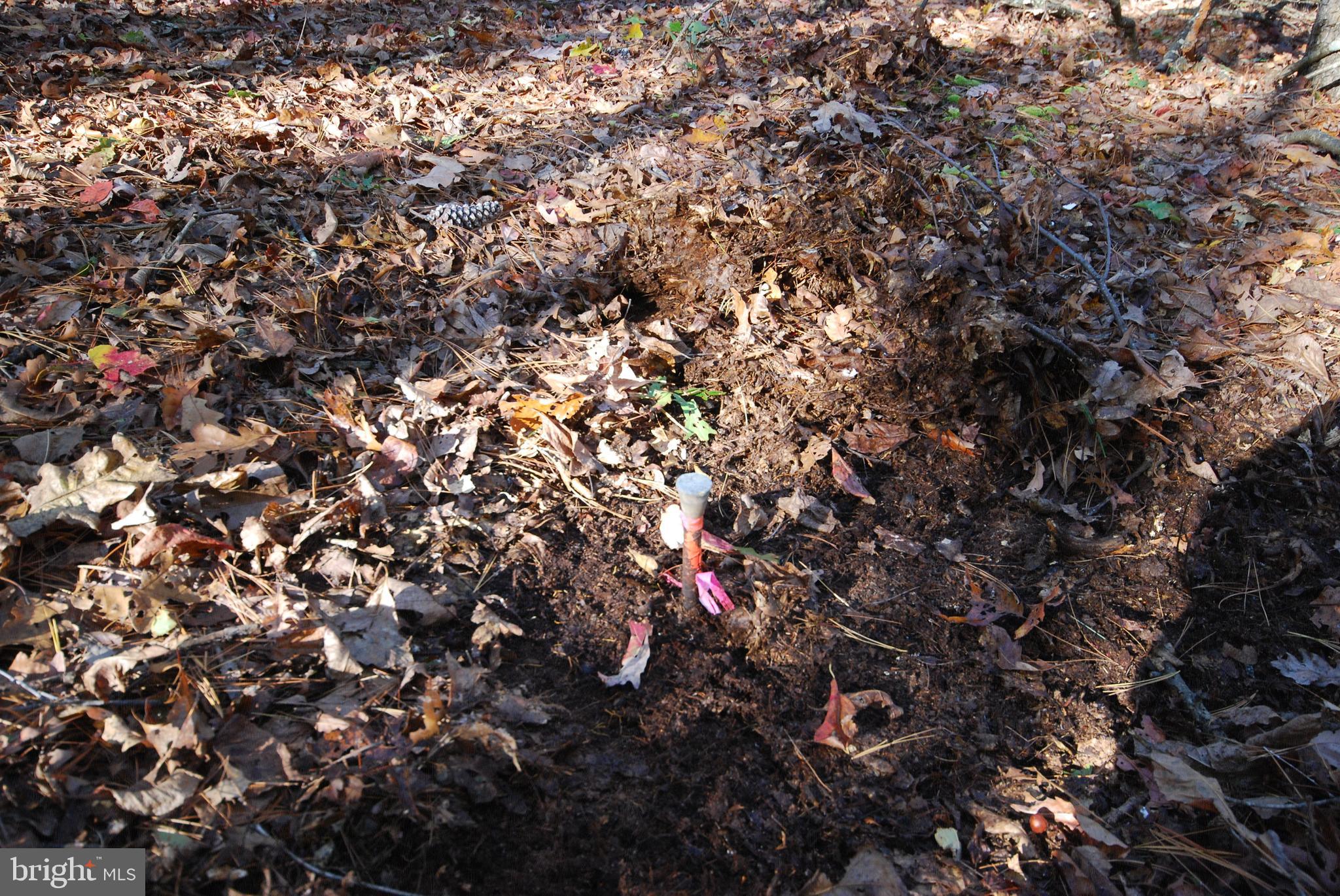 Lot 17 Gaither Road Great Cacapon, WV 25422 - Photo 14 of 23 a view of tree