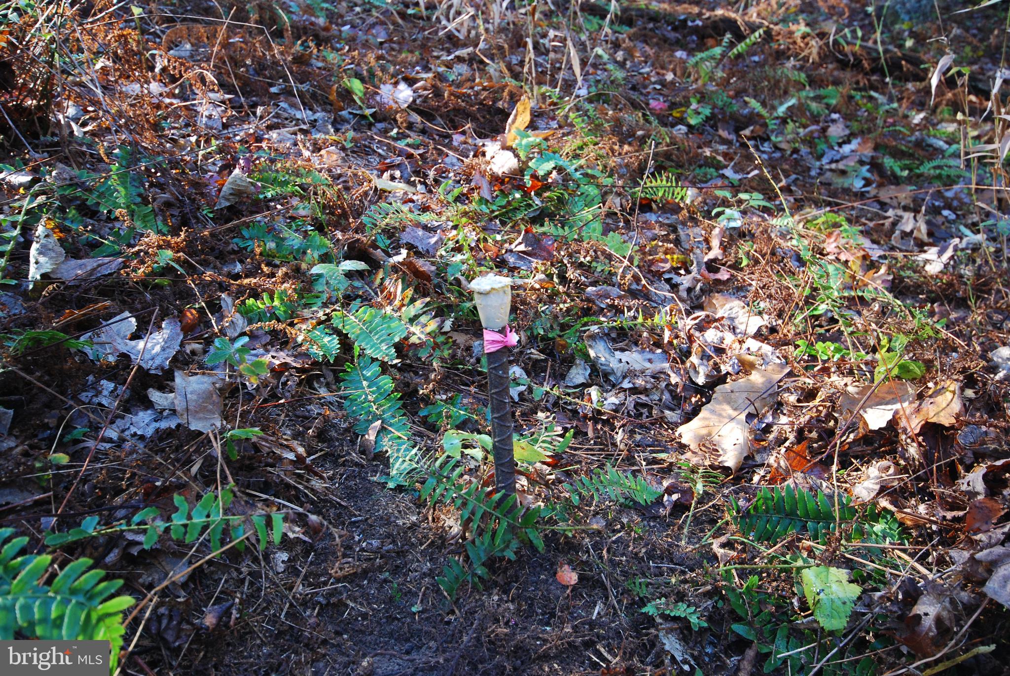 Lot 17 Gaither Road Great Cacapon, WV 25422 - Photo 15 of 23 a view of tree