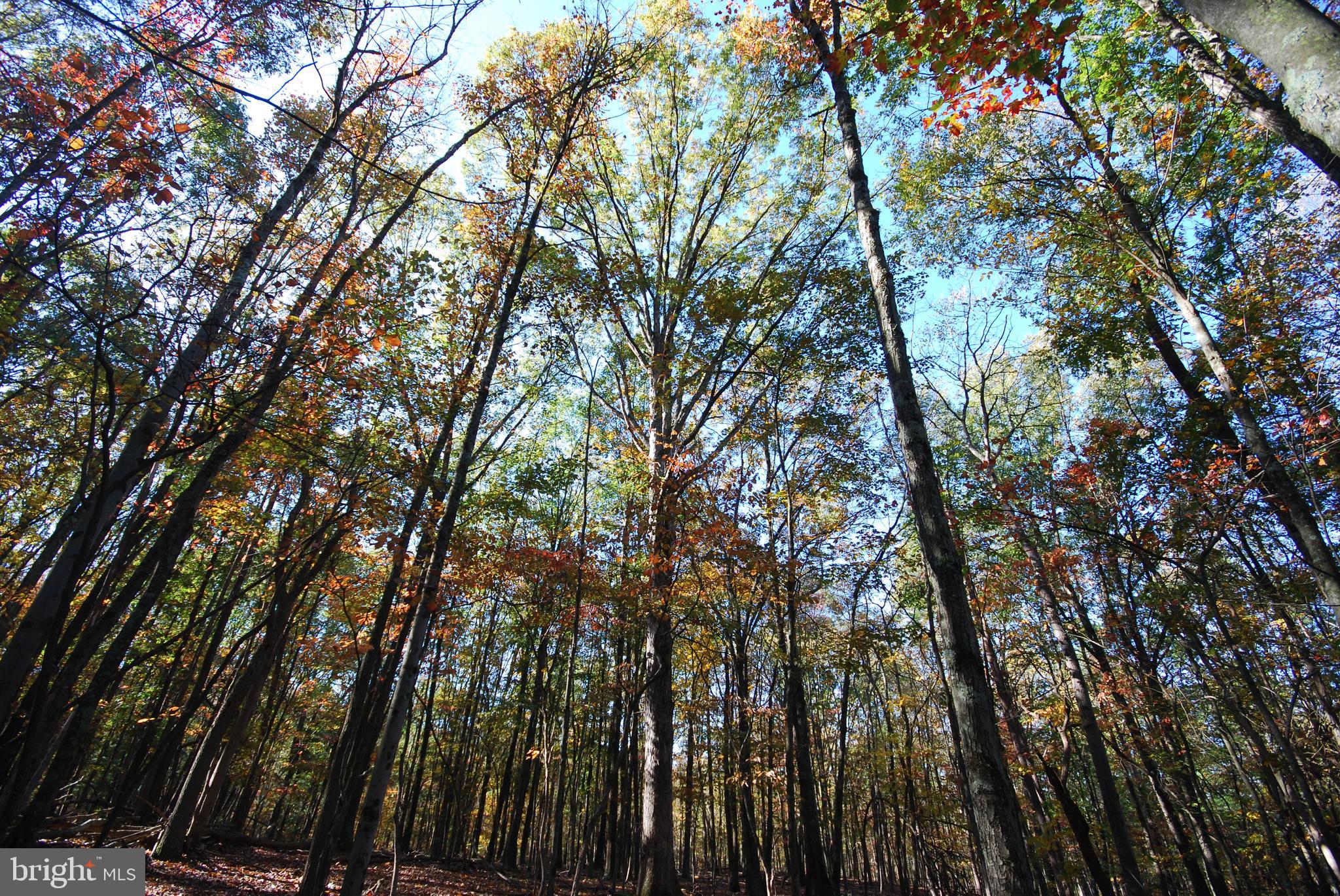 Lot 17 Gaither Road Great Cacapon, WV 25422 - Photo 17 of 23 a view of tree
