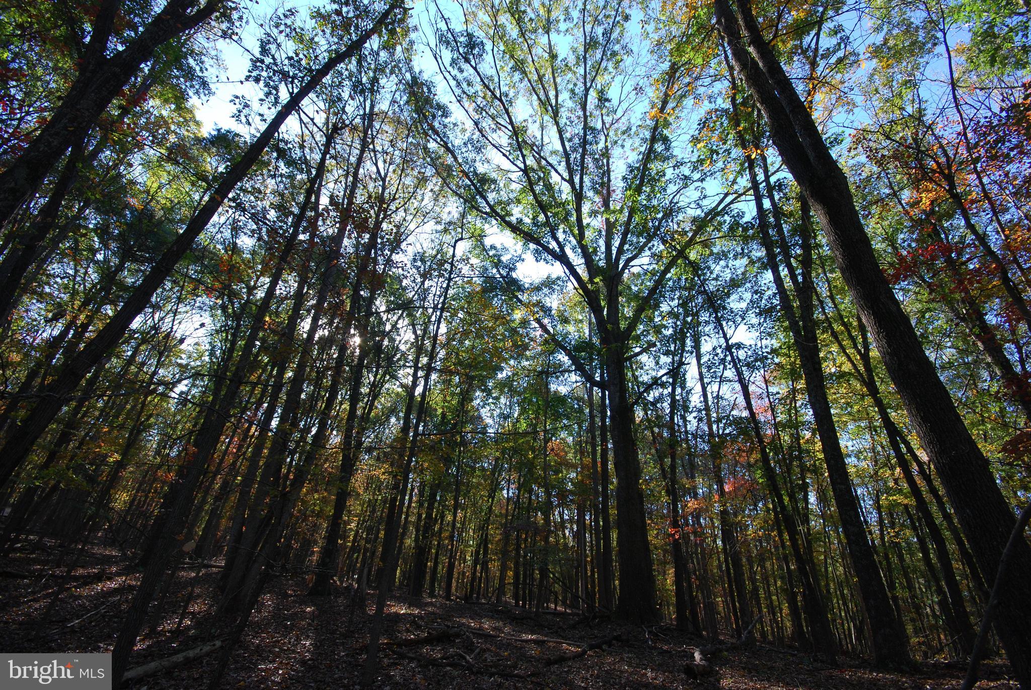 Lot 17 Gaither Road Great Cacapon, WV 25422 - Photo 18 of 23 a view of forest