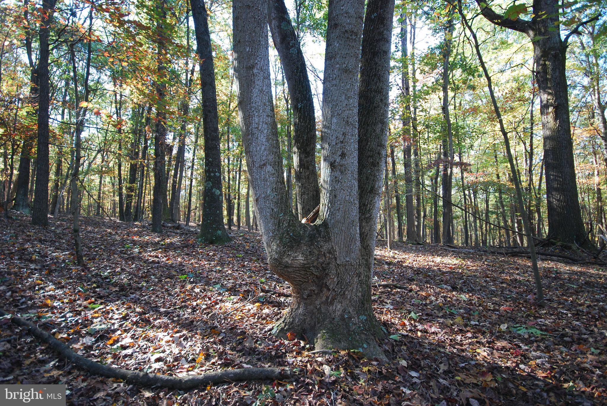 Lot 17 Gaither Road Great Cacapon, WV 25422 - Photo 19 of 23 a backyard of a house with lots of green space