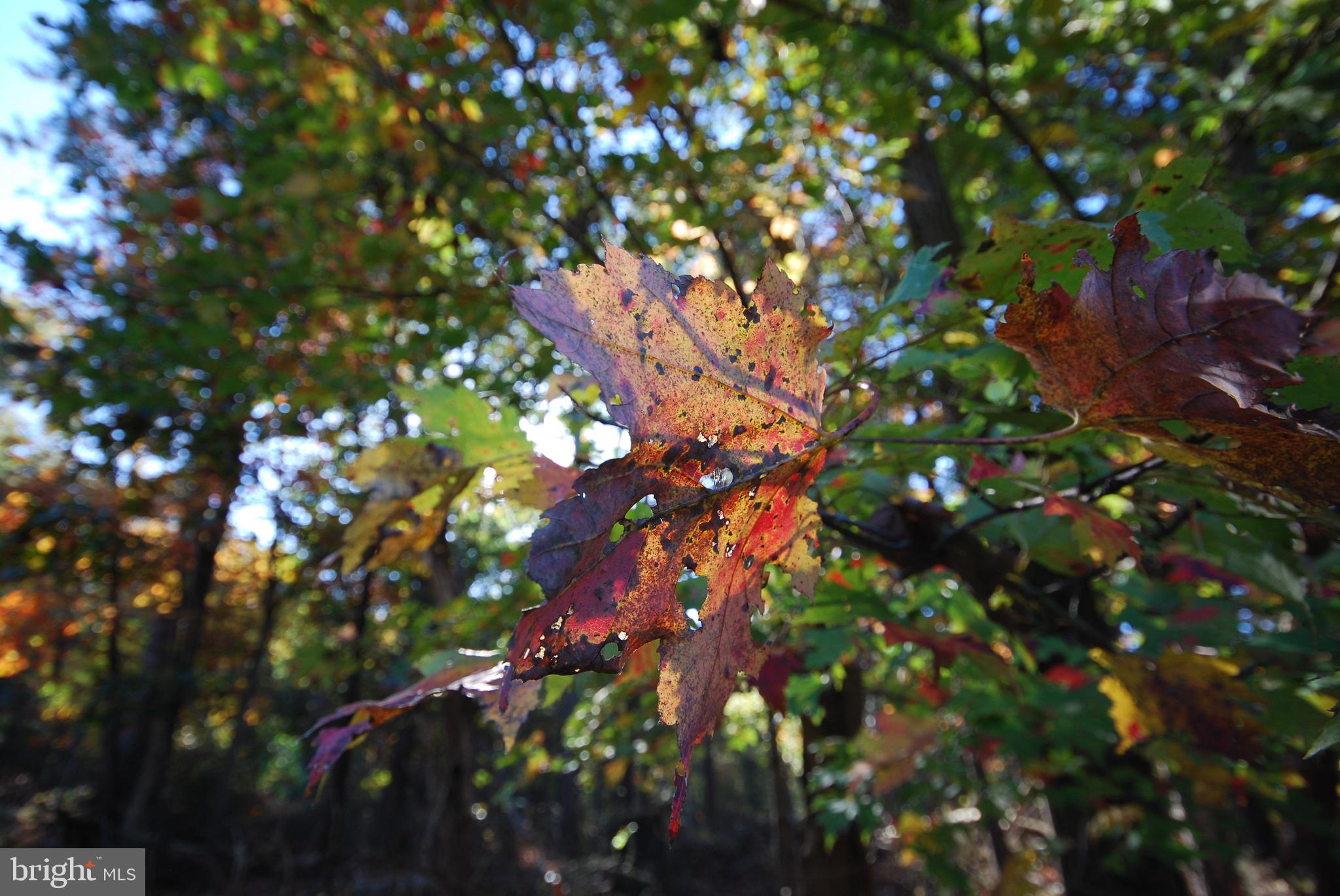 Lot 17 Gaither Road Great Cacapon, WV 25422 - Photo 2 of 23 a picture of tree