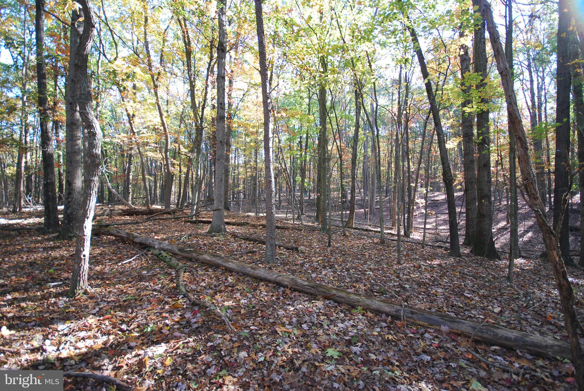Lot 17 Gaither Road Great Cacapon, WV 25422 - Photo 10 of 23 a view of outdoor space with lots of trees
