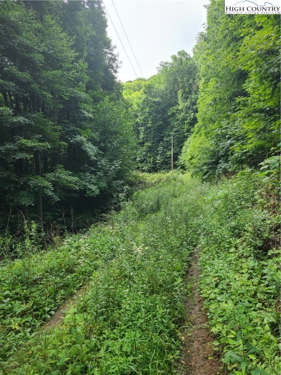 2085 Ball Branch Road Boone, NC 28607 - Photo 4 of 8 a view of a lush green forest